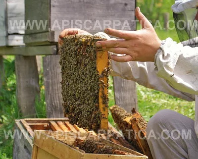 Фотографии Карпатской породы пчел: великолепие природы