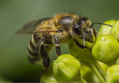 Пчелы Карпатской породы: фотографии, которые вдохновляют