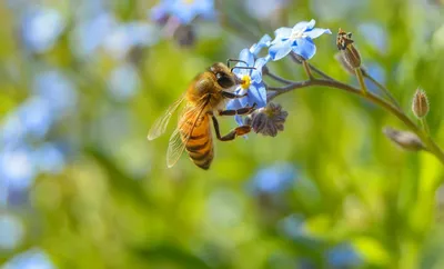Фото пчел с использованием Photoshop