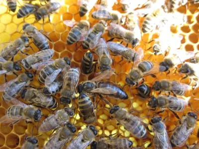 Фото пчел с высоким разрешением