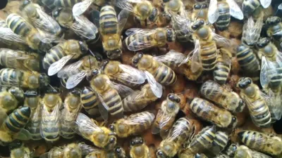 Карпатская порода пчел: фотографии в формате 4K