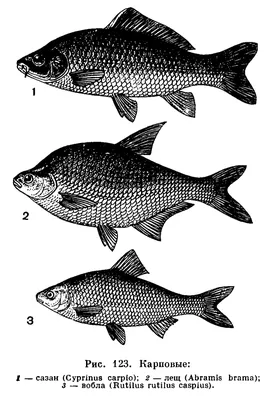 Уникальные фото карповых рыб в различных размерах