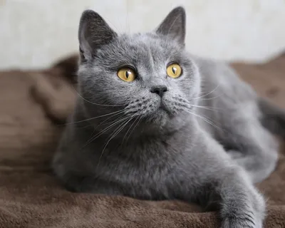 Картезианская кошка  фото