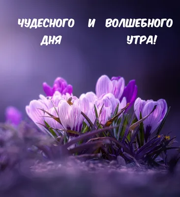 **Картинка дня: Новые фотографии в форматах JPG, PNG, WebP**