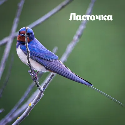 Ласточка весной: красочное изображение для скачивания