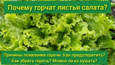 Картинка листьев салата для кулинарных блогов