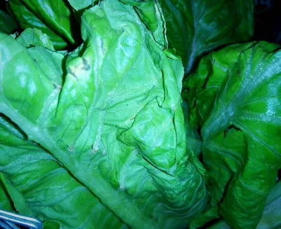 Фотографии листьев салата: зеленая красота