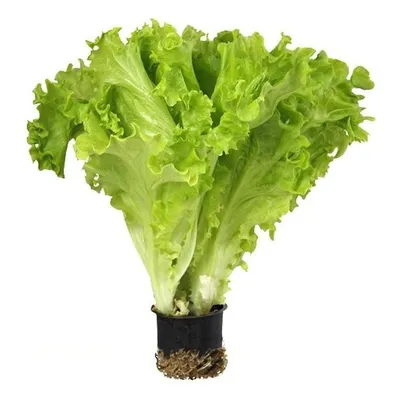 Фотография листьев салата в формате PNG