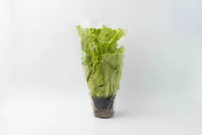 Картинка листьев салата в высоком разрешении