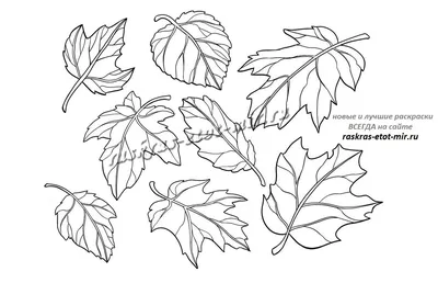 Осенний лист раскраска: окунитесь в мир красок и фантазии