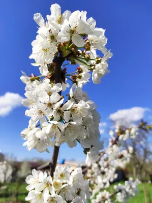 Фотографии, которые показывают красоту природы весной