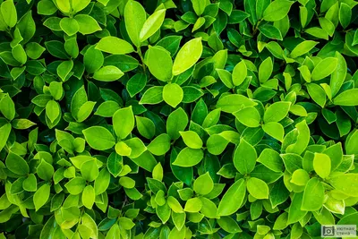 Зеленые листья - Фото в формате JPG, PNG, WebP