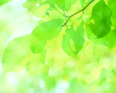 Зеленые листья: природное великолепие