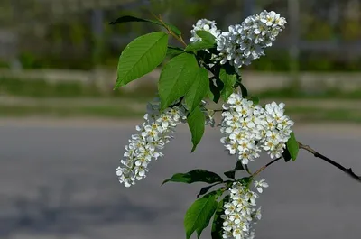 Картинки черемухи весной - скачать бесплатно