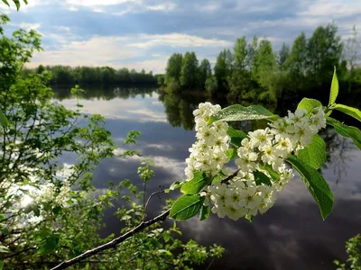 Фото черемухи весной в формате PNG