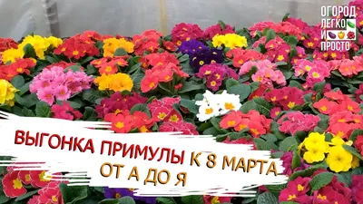 Весенние фото, чтобы подарить вдохновение к 8 марта