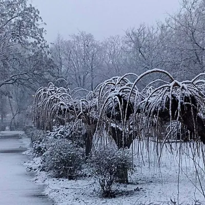 Зимние утренние фото: первые снежинки