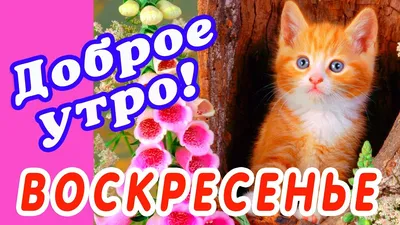 Воскресная свежесть весны