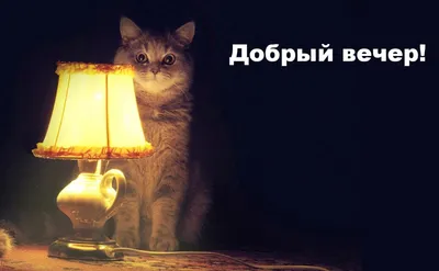 Вечерние котики: милые снимки для вдохновения