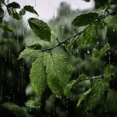 Фото дождя любви для фонового изображения