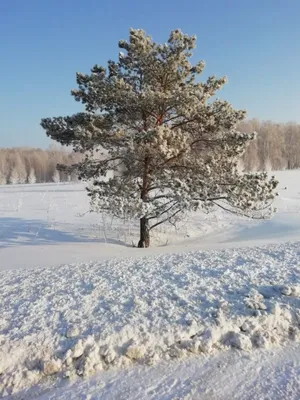 Изображения февраля: скоро весна