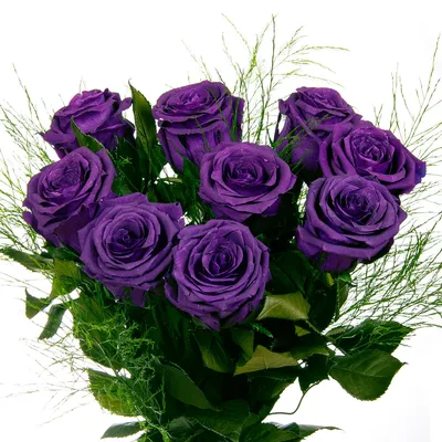 Картинки фиолетовые розы  фото