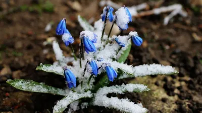 Весенние фотографии с зелеными лугами