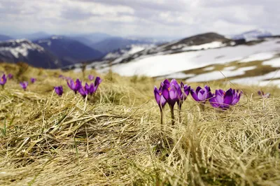 Фотографии весенних закатов