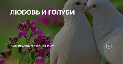 Романтические голуби: фотографии, передающие искреннюю любовь