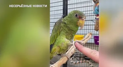 Фото грызунов: смешные изображения