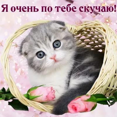 Картинки кошек с надписью Скучаю в формате JPG, PNG, WebP