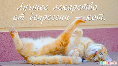 Котята с надписью: выберите размер и формат для скачивания (JPG, PNG, WebP)