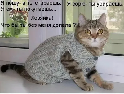 Котята с надписью: изображения в формате JPG, PNG, WebP