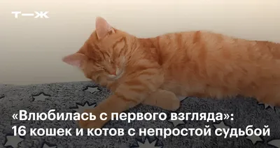 Фото котят с надписью: скачать в формате JPG, PNG, WebP