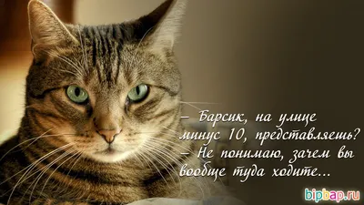 Картинки котят с надписью: выберите формат для скачивания (JPG, PNG, WebP)