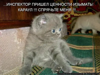 Котята с надписью: веселые моменты