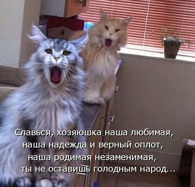 Котята с надписью: любовь кошек