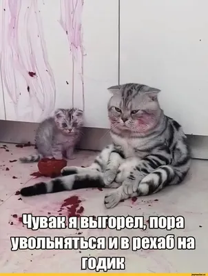 Котята с надписью: мысли кошек