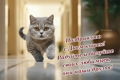 Котята с надписью: кошачьи шутки