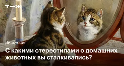 Котята с надписью: кошачьи выражения