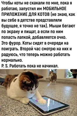 Котята с надписью: забавные и мудрые