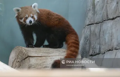 Красная панда: фотографии, раскрывающие ее уникальную природу