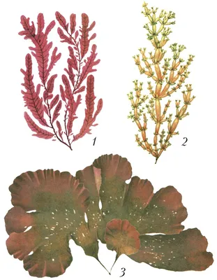 Картинки красные водоросли  фото