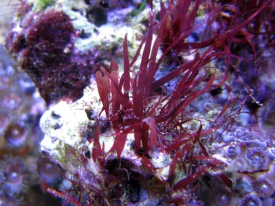Красные водоросли: уникальные фото для скачивания