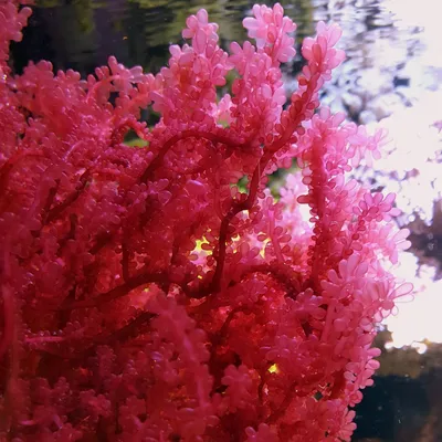 Фото красных водорослей: скачать бесплатно в формате 4K