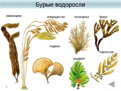 Новые изображения красных водорослей в формате WebP