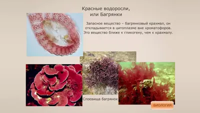 Красные водоросли: изображения в HD качестве