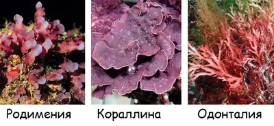 Уникальные фото красных водорослей для скачивания