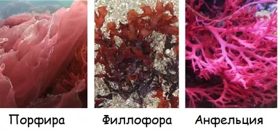 Фото красных водорослей для скачивания в формате 4K
