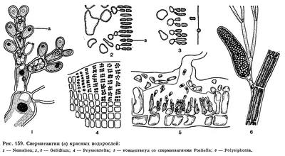 Красные водоросли: фотографии, олицетворяющие красоту океана